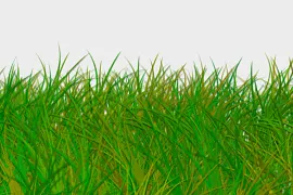 Green grass