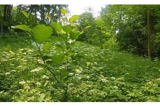 tree planting 