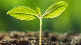 Sustainability
